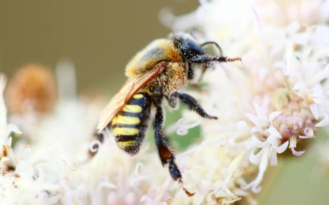 Un oasis para las abejas