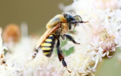 Un oasis para las abejas