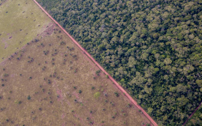 ECCOS apoya investigaciones acerca de la pérdida de cobertura natural en Santa Cruz